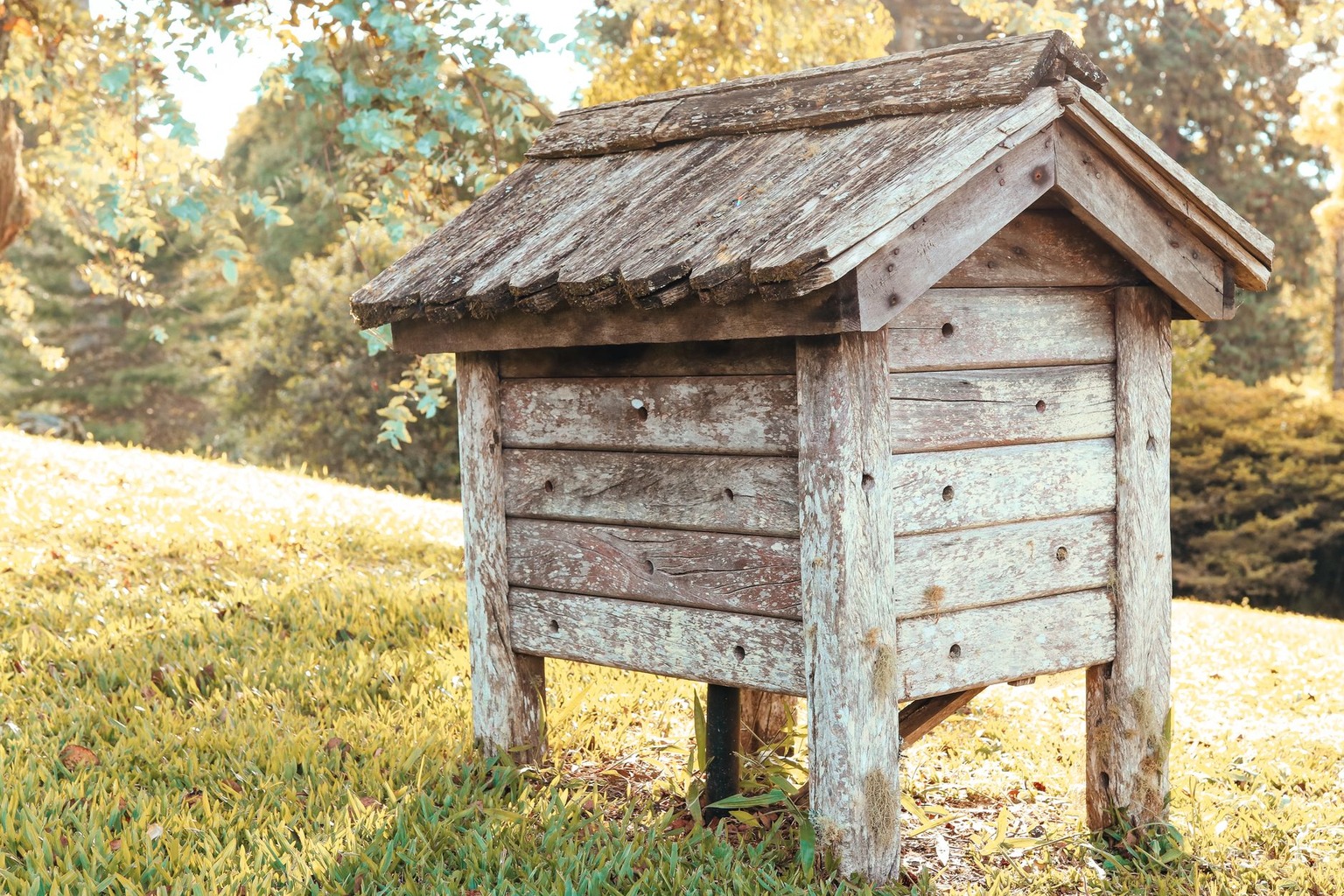 Occitanie et apiculture médiévale : l’art des abeilles et des moines