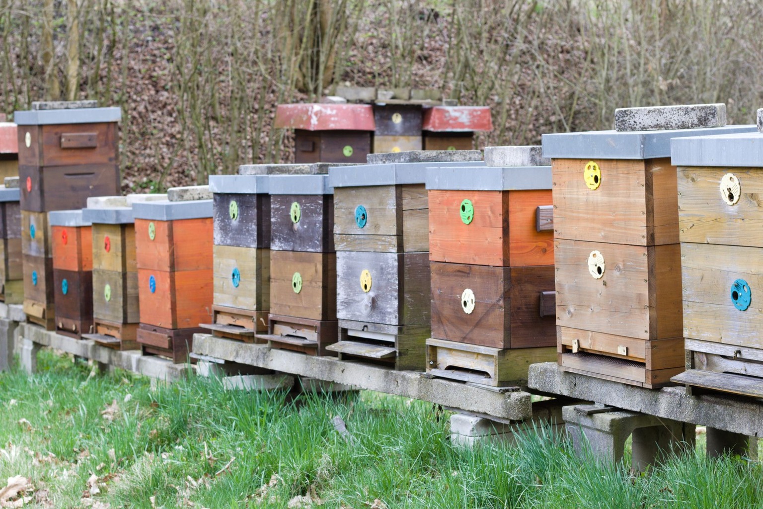 Occitanie et apiculture médiévale : l’art des abeilles et des moines — Les ruches médiévales : des structures en bois et Occitanie et apiculture médiévale : l’art des abeilles et des moines — Les ruches médiévales : des structures en bois et