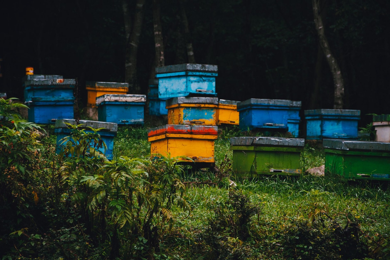 Occitanie et apiculture médiévale : l’art des abeilles et des moines — Les erreurs à éviter quand on s’inspire des techn Occitanie et apiculture médiévale : l’art des abeilles et des moines — Les erreurs à éviter quand on s’inspire des techn