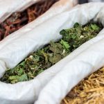 Occitanie et médecine populaire : plantes et remèdes des anciens savoirs
